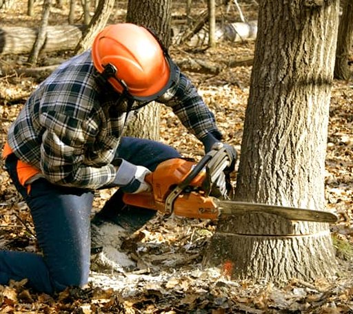Tree Removal in Big Springs, NE